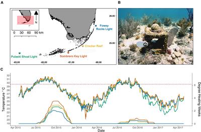 Physiological Differences in Bleaching Response of the Coral Porites astreoides Along the Florida Keys Reef Tract During High-Temperature Stress